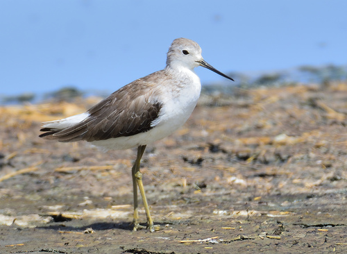 Marsh Sandpiper