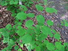 Corylus sieboldiana mandshurica