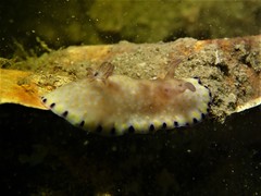 Goniobranchus aureopurpureus