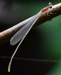 Pseudagrion microcephalum