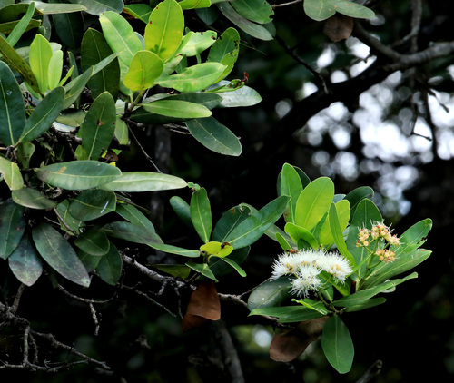 Image of Syzygium guineense by (c) Wynand Uys, some rights reserved (CC BY)