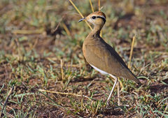 Temminck's Courser photo 3