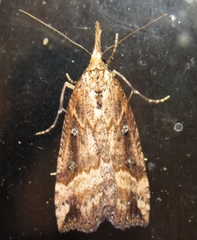 Hypena decorata