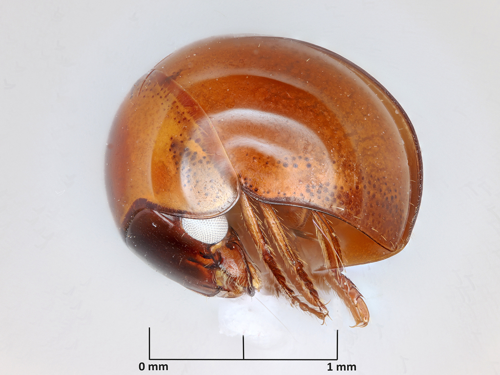Afroagathidium