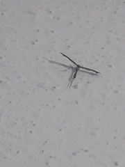 Anstenoptilia marmarodactyla
