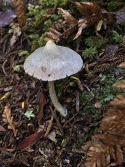 Entoloma canoconicum