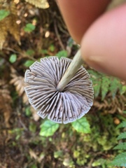 Entoloma canoconicum