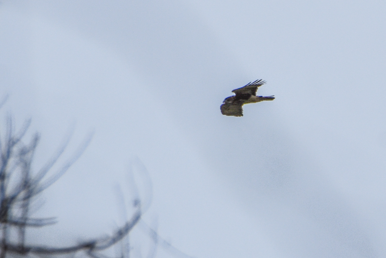 Pygmy Eagle (Hieraaetus weiskei), photo 6