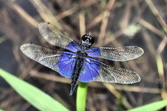 Rhyothemis triangularis