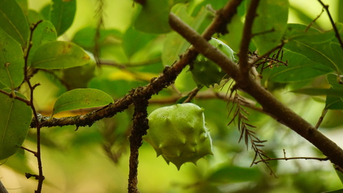 Annona globiflora observed 2023-03-26