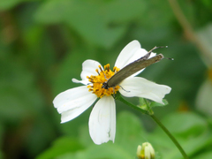 Jamides alecto dromicus