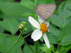 Jamides alecto dromicus