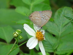 Jamides alecto dromicus