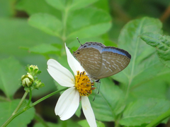 Jamides alecto dromicus