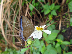 Jamides alecto dromicus
