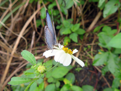 Jamides alecto dromicus