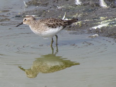 Calidris minutilla