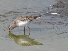Calidris minutilla