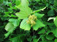 Corylus heterophylla
