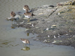 Calidris minutilla