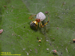 Theridion zonulatum