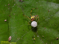 Theridion zonulatum