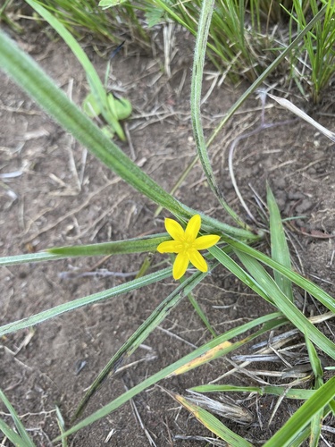 Hypoxis acuminata (Hypoxis acuminata)