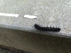 Symbrenthia lilaea formosanus