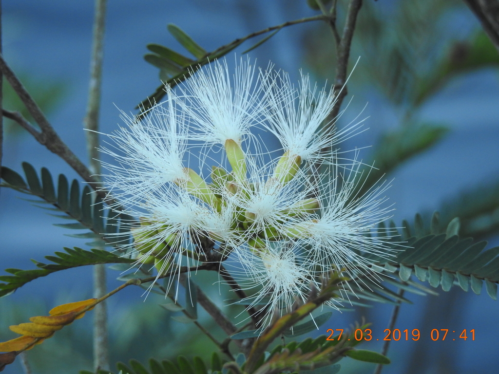 Macrosamanea