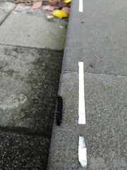 Symbrenthia lilaea formosanus