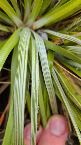 Image of Celmisia lyallii by no rights reserved