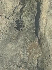 Camponotus pennsylvanicus