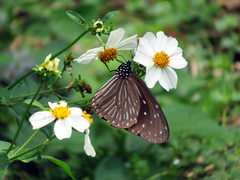 Euploea mulciber barsine