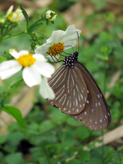 Euploea mulciber barsine