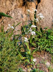 Allium neapolitanum
