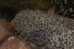 Euphorbia schinzii