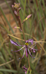Cleome maculata