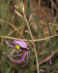Cleome maculata