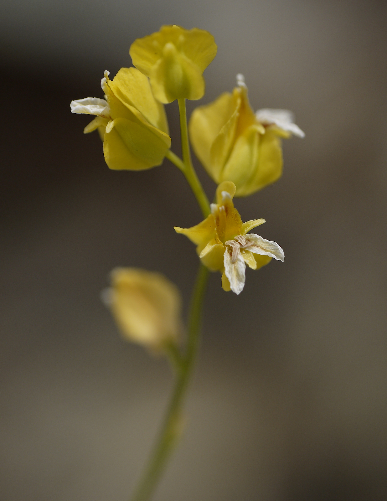 Streptanthus polygaloides