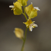 Milkwort Jewelflower - Photo (c) randomtruth, some rights reserved (CC BY-NC-SA)