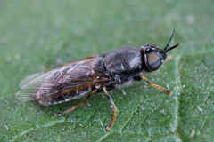 Odontomyia tigrina