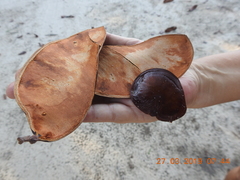 Pentaclethra macroloba