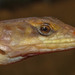 Common Girdled Lizard - Photo (c) Alex Rebelo, some rights reserved (CC BY-NC), uploaded by Alex Rebelo