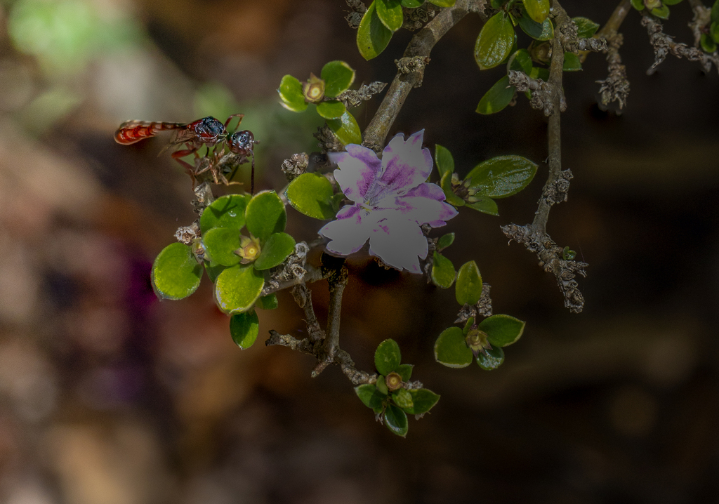 Ants, Bees, Wasps, and Sawflies from Sydney NSW, Australia on November ...