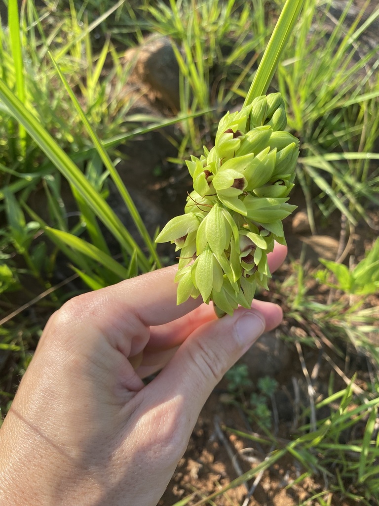 Eulophia foliosa