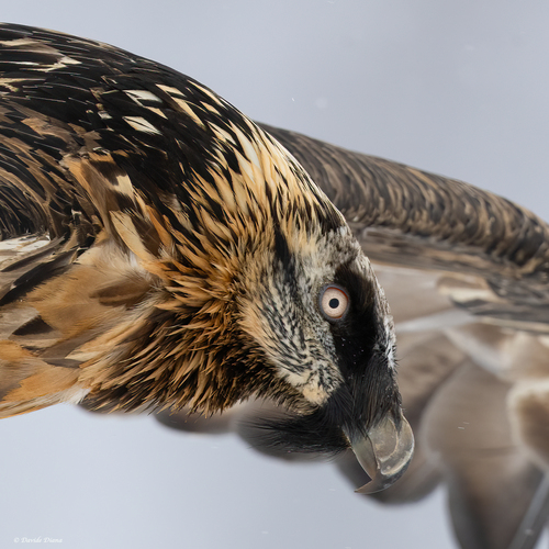 Bearded Vulture, Chiapili, 10080 Ceresole reale TO, Italia, photo 7 of 10