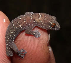 Pachydactylus affinis
