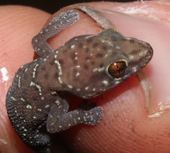 Pachydactylus affinis
