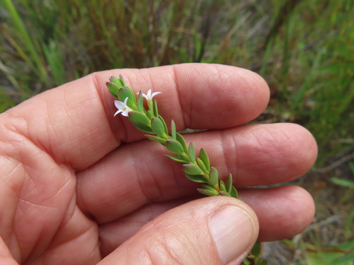 Image of Dune Capesaffron (Gnidia spicata) by (c) linkie, some rights reserved (CC BY)