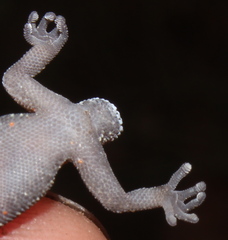 Pachydactylus affinis